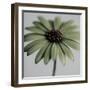 Green Osteospurmum-Tom Quartermaine-Framed Giclee Print