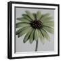 Green Osteospurmum-Tom Quartermaine-Framed Giclee Print