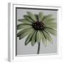 Green Osteospurmum-Tom Quartermaine-Framed Giclee Print