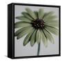 Green Osteospurmum-Tom Quartermaine-Framed Stretched Canvas