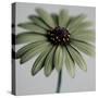 Green Osteospurmum-Tom Quartermaine-Stretched Canvas