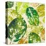 Green Overlay II-Patricia Pinto-Stretched Canvas