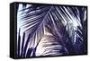Green Palm Leaf over Sky Background. Beautiful Palm Leaf Photo with Moody Effect Tone. Palm Leaves-Davdeka-Framed Stretched Canvas