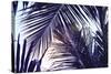 Green Palm Leaf over Sky Background. Beautiful Palm Leaf Photo with Moody Effect Tone. Palm Leaves-Davdeka-Stretched Canvas