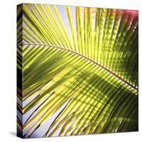 Green Palm Leaves, Jambiani, Zanzibar, Tanzania, East Africa-Lee Frost-Stretched Canvas