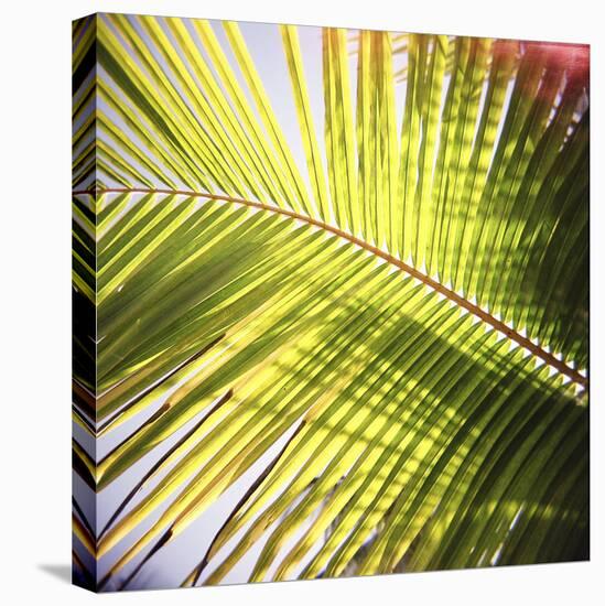 Green Palm Leaves, Jambiani, Zanzibar, Tanzania, East Africa-Lee Frost-Stretched Canvas