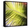 Green Palm Leaves, Jambiani, Zanzibar, Tanzania, East Africa-Lee Frost-Framed Stretched Canvas