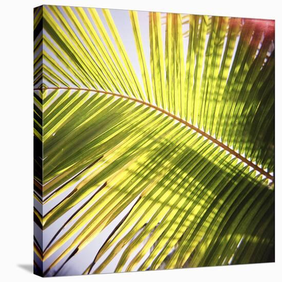 Green Palm Leaves, Jambiani, Zanzibar, Tanzania, East Africa-Lee Frost-Stretched Canvas