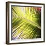 Green Palm Leaves, Jambiani, Zanzibar, Tanzania, East Africa-Lee Frost-Framed Photographic Print