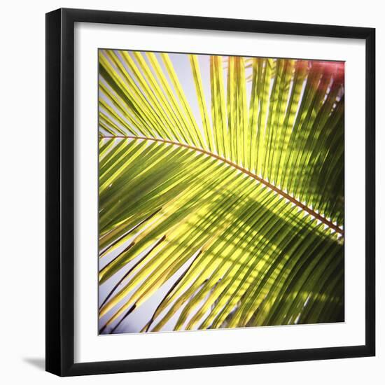 Green Palm Leaves, Jambiani, Zanzibar, Tanzania, East Africa-Lee Frost-Framed Photographic Print