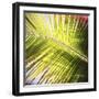 Green Palm Leaves, Jambiani, Zanzibar, Tanzania, East Africa-Lee Frost-Framed Photographic Print