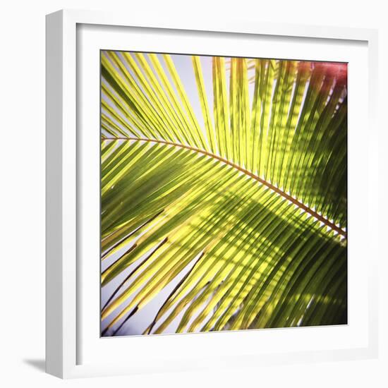 Green Palm Leaves, Jambiani, Zanzibar, Tanzania, East Africa-Lee Frost-Framed Photographic Print