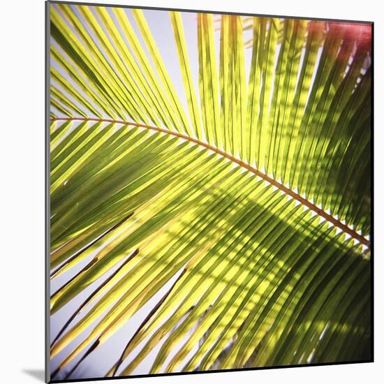 Green Palm Leaves, Jambiani, Zanzibar, Tanzania, East Africa-Lee Frost-Mounted Photographic Print