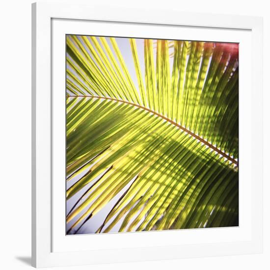 Green Palm Leaves, Jambiani, Zanzibar, Tanzania, East Africa-Lee Frost-Framed Photographic Print