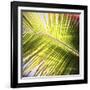 Green Palm Leaves, Jambiani, Zanzibar, Tanzania, East Africa-Lee Frost-Framed Photographic Print