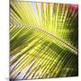 Green Palm Leaves, Jambiani, Zanzibar, Tanzania, East Africa-Lee Frost-Mounted Photographic Print