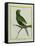 Green Parakeet-Georges-Louis Buffon-Framed Stretched Canvas