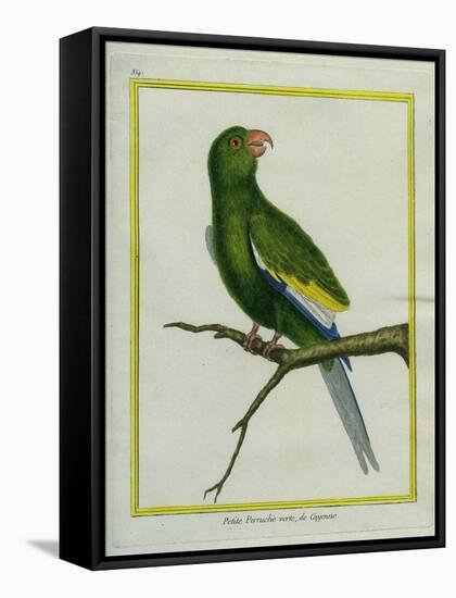 Green Parakeet-Georges-Louis Buffon-Framed Stretched Canvas