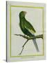 Green Parakeet-Georges-Louis Buffon-Stretched Canvas