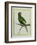 Green Parakeet-Georges-Louis Buffon-Framed Premium Giclee Print