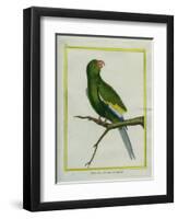 Green Parakeet-Georges-Louis Buffon-Framed Premium Giclee Print