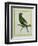 Green Parakeet-Georges-Louis Buffon-Framed Premium Giclee Print