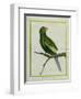 Green Parakeet-Georges-Louis Buffon-Framed Premium Giclee Print