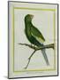 Green Parakeet-Georges-Louis Buffon-Mounted Premium Giclee Print