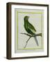 Green Parakeet-Georges-Louis Buffon-Framed Giclee Print