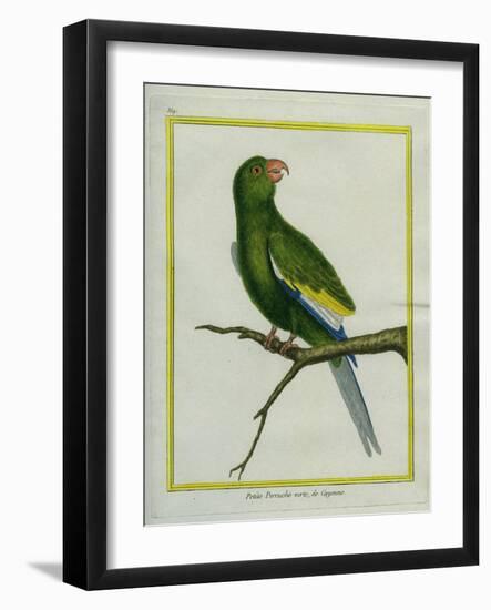 Green Parakeet-Georges-Louis Buffon-Framed Giclee Print