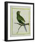 Green Parakeet-Georges-Louis Buffon-Framed Giclee Print