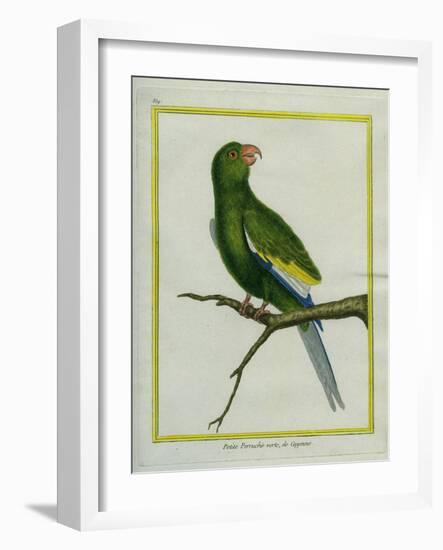 Green Parakeet-Georges-Louis Buffon-Framed Giclee Print