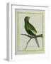 Green Parakeet-Georges-Louis Buffon-Framed Giclee Print