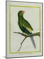 Green Parakeet-Georges-Louis Buffon-Mounted Giclee Print