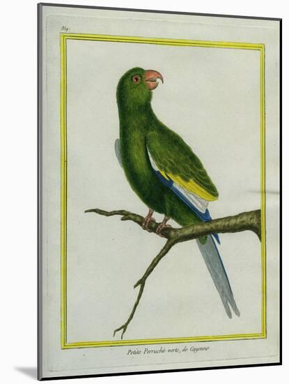 Green Parakeet-Georges-Louis Buffon-Mounted Giclee Print