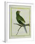 Green Parakeet-Georges-Louis Buffon-Framed Giclee Print