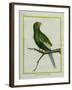 Green Parakeet-Georges-Louis Buffon-Framed Giclee Print