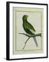 Green Parakeet-Georges-Louis Buffon-Framed Giclee Print