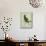 Green Parakeet-Georges-Louis Buffon-Mounted Giclee Print displayed on a wall