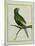 Green Parakeet-Georges-Louis Buffon-Mounted Giclee Print