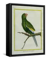 Green Parakeet-Georges-Louis Buffon-Framed Stretched Canvas