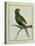 Green Parakeet-Georges-Louis Buffon-Stretched Canvas