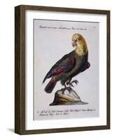 Green Parrot with Yellow Head and Neck (Psittacus Viridis Colloque Flavo)-null-Framed Giclee Print