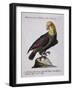Green Parrot with Yellow Head and Neck (Psittacus Viridis Colloque Flavo)-null-Framed Giclee Print
