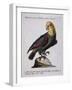 Green Parrot with Yellow Head and Neck (Psittacus Viridis Colloque Flavo)-null-Framed Giclee Print
