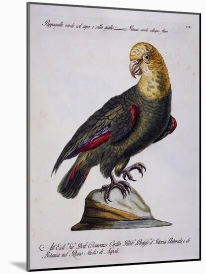 Green Parrot with Yellow Head and Neck (Psittacus Viridis Colloque Flavo)-null-Mounted Giclee Print