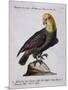 Green Parrot with Yellow Head and Neck (Psittacus Viridis Colloque Flavo)-null-Mounted Giclee Print