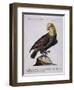 Green Parrot with Yellow Head and Neck (Psittacus Viridis Colloque Flavo)-null-Framed Premium Giclee Print