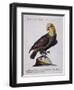 Green Parrot with Yellow Head and Neck (Psittacus Viridis Colloque Flavo)-null-Framed Premium Giclee Print
