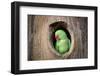 Green Parrot.-jeep2499-Framed Photographic Print